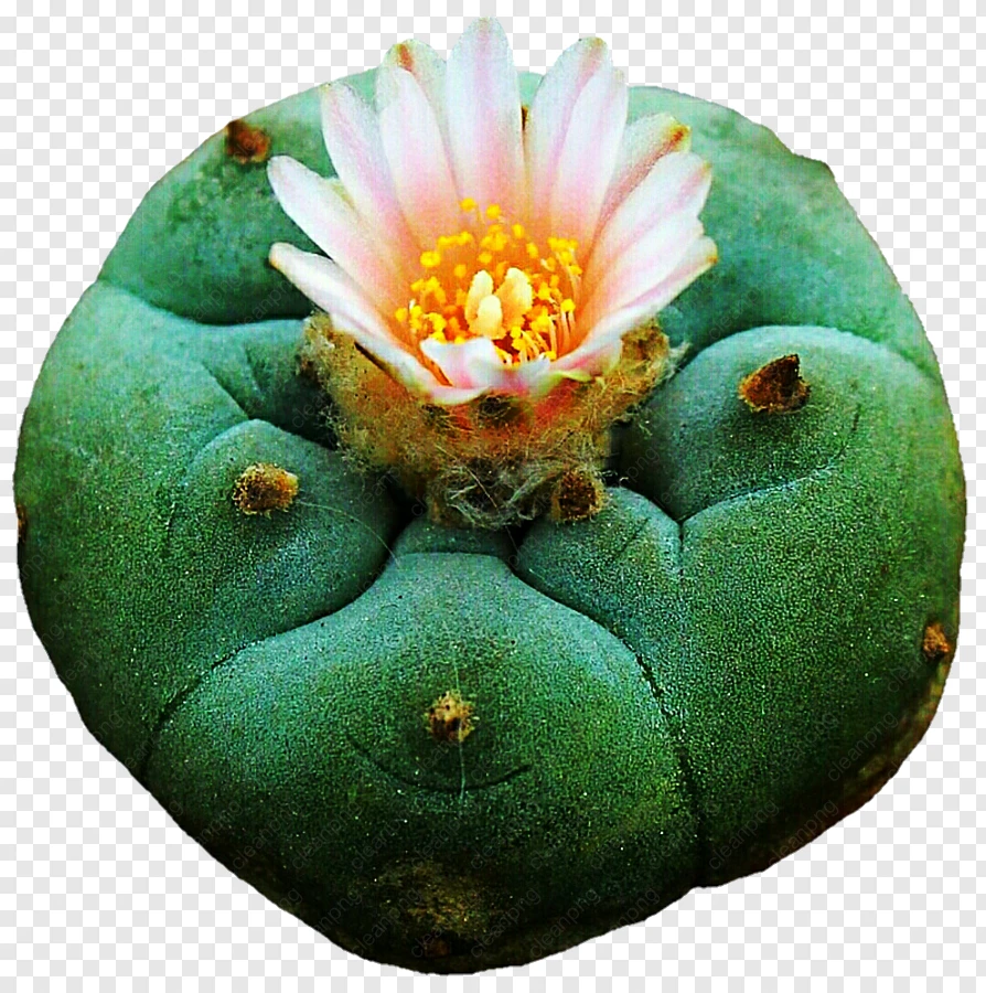 Peyote Plant